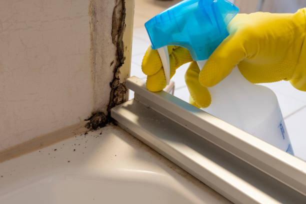 Best Mold Removal Process  in Pleasant Valley, WV