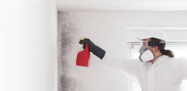 Best Mold Damage Repair  in Pleasant Valley, WV