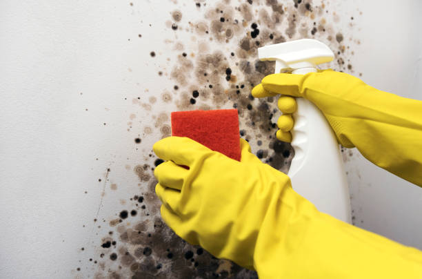 Mold Removal Process in Pleasant Valley, WV