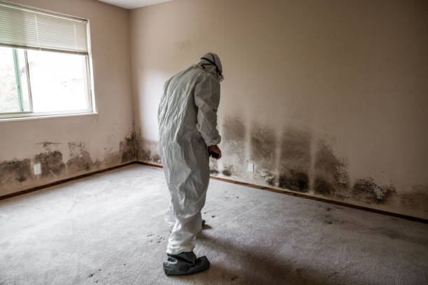 Attic Mold Removal in Pleasant Valley, WV