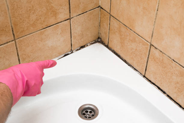 Office Mold Removal Services in Pleasant Valley, WV